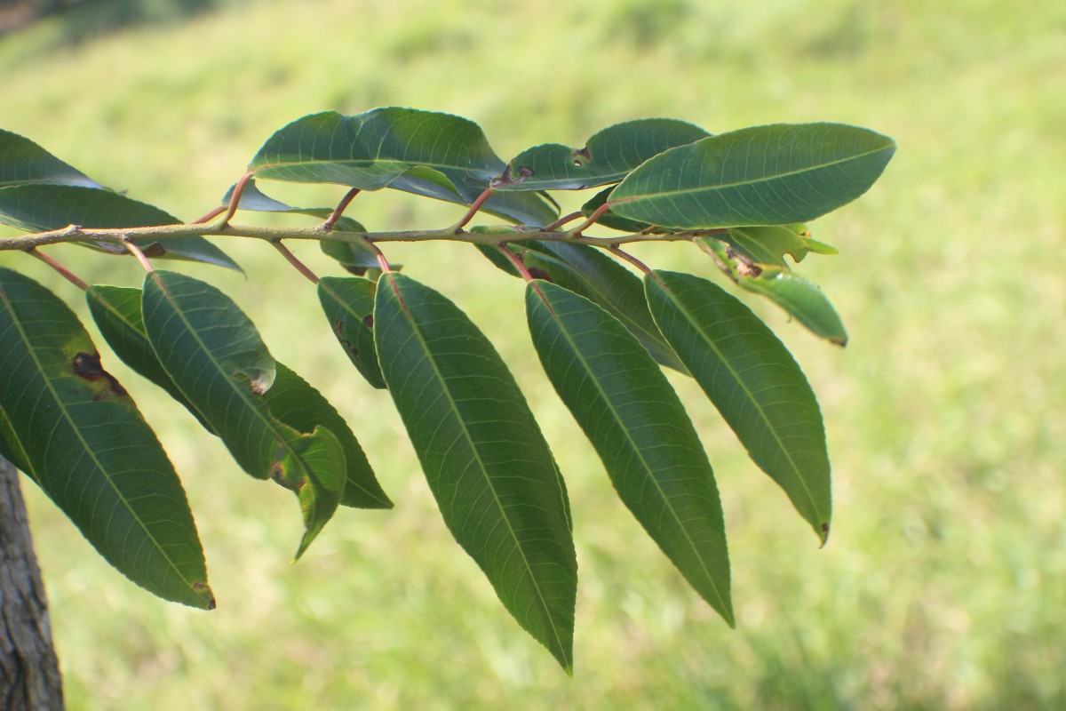 Shirakiopsis indica (Willd.) Esser